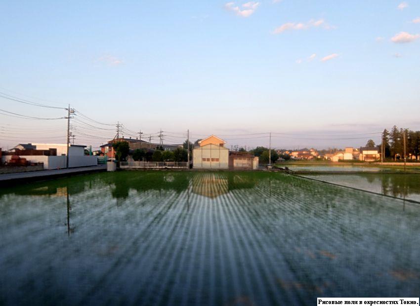 Рисовые поля в окресностях Токио. Фото Лимарева В.Н.